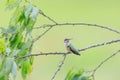 Female Ruby-throated hummingbird, Archilochus colubris, sitting on a branch looking back Royalty Free Stock Photo