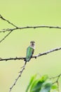 Female Ruby-throated hummingbird, Archilochus colubris, sitting on a branch looking back Royalty Free Stock Photo
