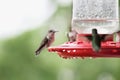 Female Ruby-Throated Hummingbird Royalty Free Stock Photo