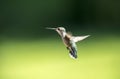 Female Ruby Throated Hummingbird, Clarke County GA USA