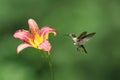 Female Ruby Throated Hummingbird Feeding on a Day Lily