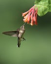 Female Ruby Throated Hummingbird Feeding on Honeysuckle
