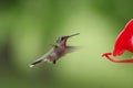 Female Ruby-throated Hummingbird in Flight