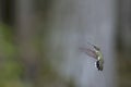 Female Ruby-throated hummingbird in flight.