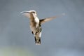 Female Ruby Throated Hummingbird in Flight Royalty Free Stock Photo