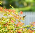 A female Ruby-Throated Hummingbird in flight Royalty Free Stock Photo