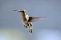 Female Ruby Throated Hummingbird in Flight Royalty Free Stock Photo