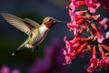 Female Ruby-throated Hummingbird in flight with pink flowers, Anna\'s Hummingbird adult male hovering and sipping nectar, AI Royalty Free Stock Photo