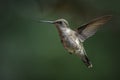 Female ruby-throated Hummingbird in flight Royalty Free Stock Photo