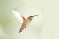 Female Ruby Throated Hummingbird In Flight