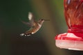 Female Ruby Throated Hummingbird In Flight Royalty Free Stock Photo