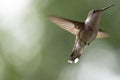 Ruby Throated Hummingbird in flight on a green background. Royalty Free Stock Photo