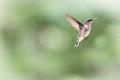 Ruby Throated Hummingbird in flight on a green background. Royalty Free Stock Photo