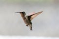 Female Ruby Throated Hummingbird Flight Royalty Free Stock Photo