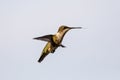 Female Ruby-throated hummingbird hovering near food source Royalty Free Stock Photo