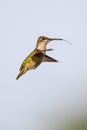 Female Ruby-throated hummingbird hovering near food source with her tongue sticking out and beak slightly o Royalty Free Stock Photo