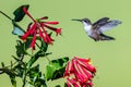 Female Ruby Throated Hummingbird hovers near red honeysuckle plant