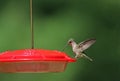 Female Ruby Throated Hummingbird Landing on a Feeder in Summer Royalty Free Stock Photo