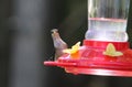 Female Ruby Throated Hummingbird Peeking Around the Feeder Royalty Free Stock Photo