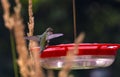 Female Ruby-throated Hummingbird Perched on a Backyard Feeder Royalty Free Stock Photo