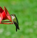 Female Ruby Throated Hummingbird Royalty Free Stock Photo