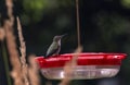 A Female Ruby-throated Hummingbird Perched on a Red Feeder Royalty Free Stock Photo