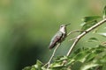 Female Ruby Throated Hummingbird Perching in a Cherry tree Royalty Free Stock Photo