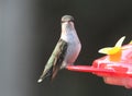 Female Ruby Throated Hummingbird Posing on the Feeder, Beautiful Royalty Free Stock Photo