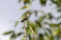 Ruby-throated hummingbird ( Archilochus colubris ) Royalty Free Stock Photo