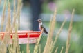 A Female Ruby-Throated Hummingbird Sitting at a Feeder Behind Karl Foerster Seed Head Royalty Free Stock Photo