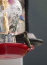 Female Ruby throated hummingbird Royalty Free Stock Photo