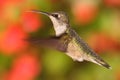 Female Ruby-throated Hummingbird (archilochus colubris) Royalty Free Stock Photo