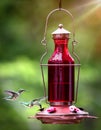 Female ruby-throated hummingbirds