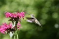 Female Ruby Throated Hummingbird Feeding on Bee Balm Flowers in Summer Royalty Free Stock Photo