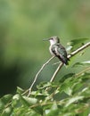 Female Ruby Throated Hummingbird Perching in a Cherry tree Royalty Free Stock Photo