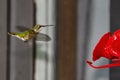 Female Rubythroated Hummingbird just finished feeding Royalty Free Stock Photo