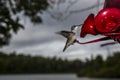 Female Rubythroated Hummingbird at the lakeshore feeder Royalty Free Stock Photo