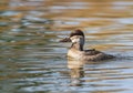 Female Ruddy Duck Fall Season Closeup Royalty Free Stock Photo