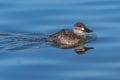 Female Ruddy Duck Royalty Free Stock Photo