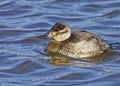 Female Ruddy Duck Oxyura jamaicensis in winter plumage Royalty Free Stock Photo