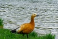 Female Ruddy shelduck Tadorna ferruginea Brahminy duck. Ruddy shelduck walking Royalty Free Stock Photo