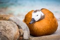 Female Ruddy Shelduck Royalty Free Stock Photo