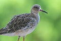 A female ruff Calidris pugnax close up with soft green background at Wasit Wetlands in the United Arab Emirates