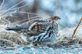 Female ruffed grouse Bonasa umbellus moving on gravel Royalty Free Stock Photo