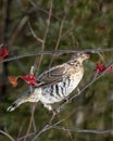 Female ruffed grouse (Bonasa umbellus) perched on a branch, vertical Royalty Free Stock Photo