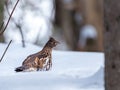 Female ruffed grouse (Bonasa umbellus) walking Royalty Free Stock Photo