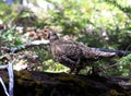 Ruffed Grouse Conifer Forest Birding Royalty Free Stock Photo