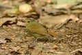 Female Rufous-bellied Niltava (Niltava sundara)