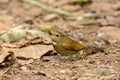 Female Rufous-bellied Niltava (Niltava sundara)