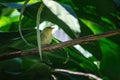 Female Rufous-headed Tanager bird